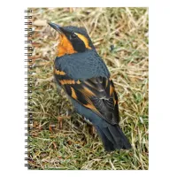 Stunning Varied Thrush on the Lawn Notebook