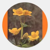 Wildflowers: Marsh Marigold Classic Round Sticker