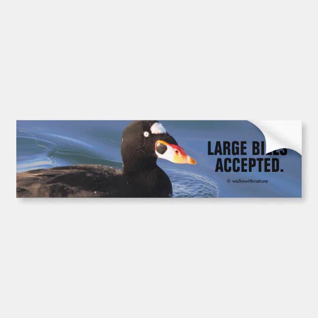 Funny Large Bills Accepted Surf Scoter Duck Bumper Sticker