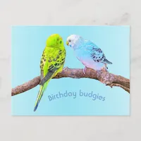 Cute budgie couple - custom postcard