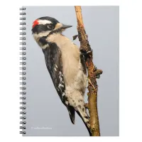 Cute Downy Woodpecker on Fruit Tree Notebook