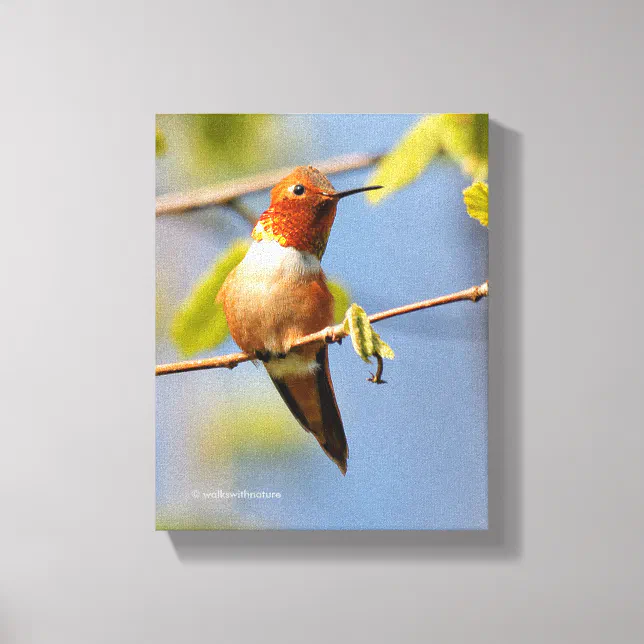 Stunning Rufous Hummingbird in the Sun Canvas Print