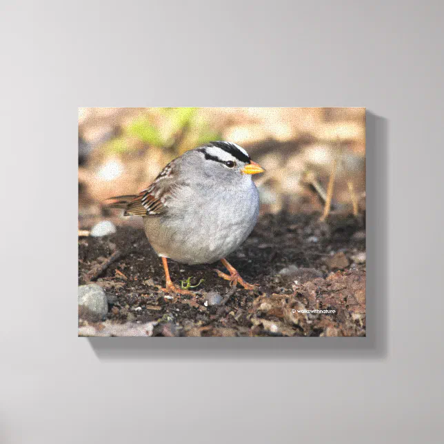 Chubby White-Crowned Sparrow in the Winter Sun Canvas Print