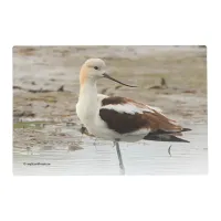 Stunning American Avocet Wading Bird at the Beach Placemat