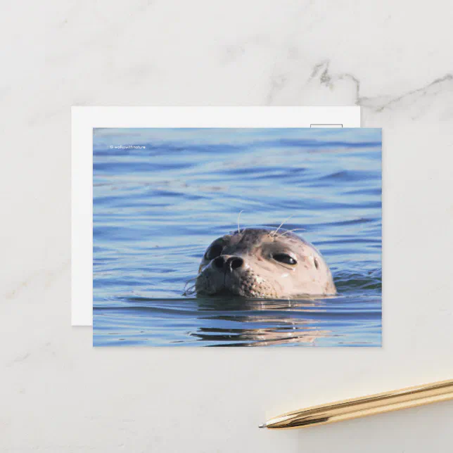 Funny Harbor Seal Periscopes by Pier Dock Postcard