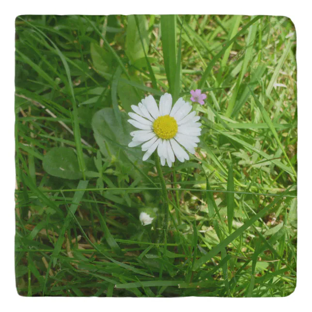 Pretty Little White and Yellow Miniature Daisy Trivet