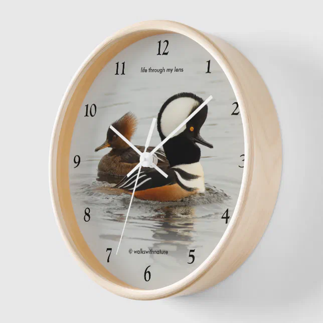 Hooded Mergansers: A Finely Crested Couple Clock