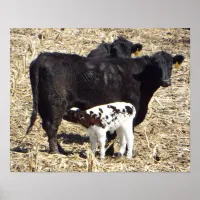 Cute Baby Calf Nursing on Mama Cow Poster