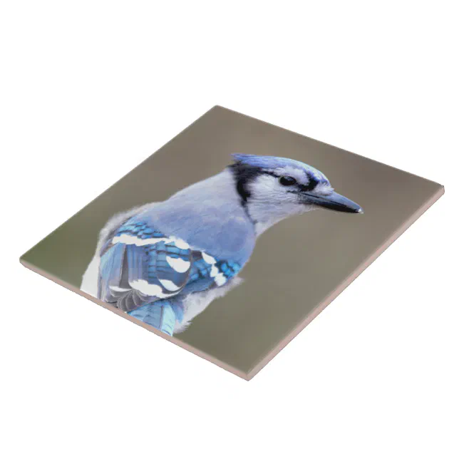 Cute Blue Jay Songbird on Treestump Ceramic Tile
