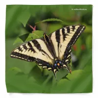 Beautiful Western Tiger Swallowtail Butterfly Bandana