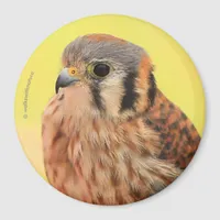 A Beautiful American Kestrel Magnet