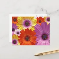 Colorful Floral Medley of African Daisies Postcard