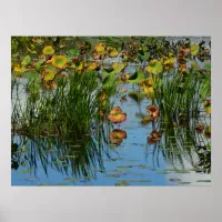 Lily Pads on the Mississippi River Photography Poster