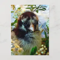 Adorable Silver Laced Cochin Chick with Flowers Postcard