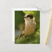 Grey Jay Whiskeyjack Songbird in Evergreen Tree Postcard