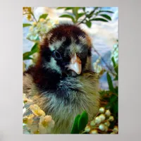 Silver Laced Cochin Chick in Studio Setting Poster