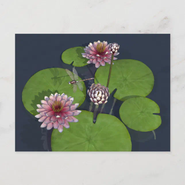 Pretty Pink Water Lily and Dragonfly Postcard