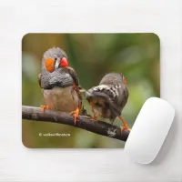 Funny Saucy Cheeky Pair of Zebra Finches Songbirds Mouse Pad