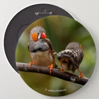 Cheeky Pair of Zebra Finches Songbirds Pinback Button