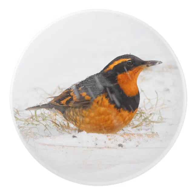 Stunning Varied Thrush Songbird on Snowy Day Ceramic Knob