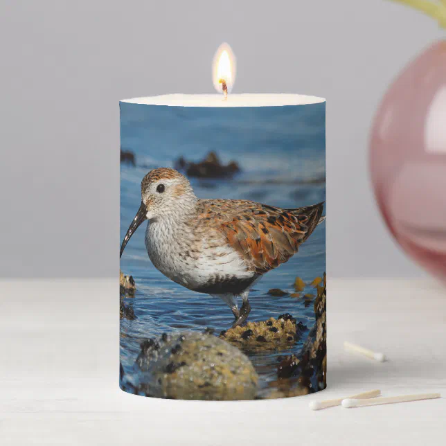 Beautiful Dunlin Shorebird Sandpiper on the Beach Pillar Candle
