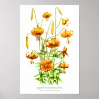 Wild Orange Tiger Lilies Botanical Art Print