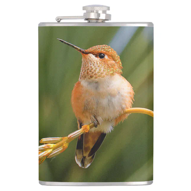 Cute Rufous Hummingbird Perched on Flower Flask