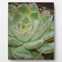 Succulent, Hen and Chicks Plaque