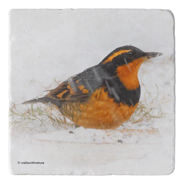 Stunning Varied Thrush Songbird on Snowy Day Trivet