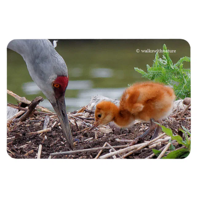 Greater Sandhill Crane Father and Child Magnet