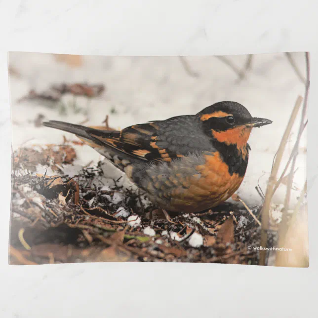 Stunning Varied Thrush Songbird in the Snow Trinket Tray