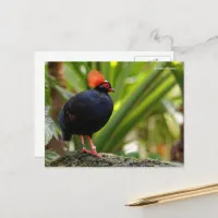 Roul-Roul Crested Wood Partridge Postcard
