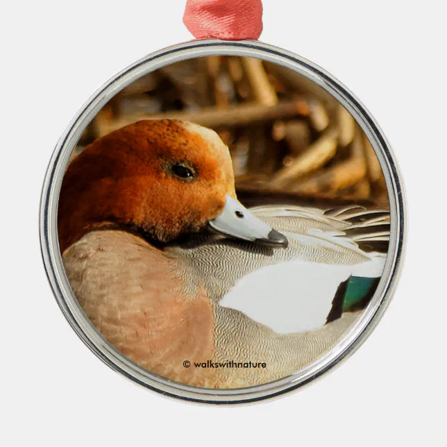 Handsome Stranger in Town Eurasian Wigeon Duck Metal Ornament