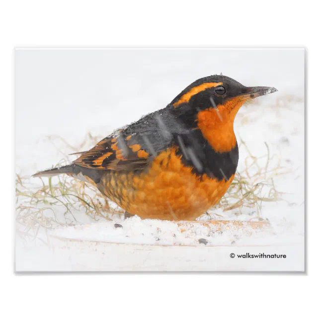 Stunning Varied Thrush Songbird on Snowy Day Photo Print
