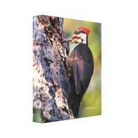 Beautiful Pileated Woodpecker on the Tree Canvas Print