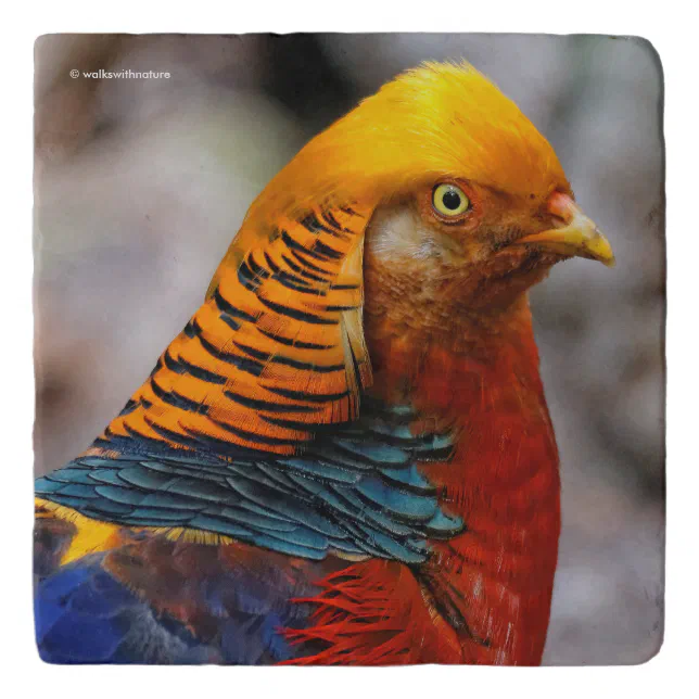 Profile of a Red Golden Pheasant Trivet