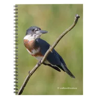 Female Belted Kingfisher Out on a Limb Notebook