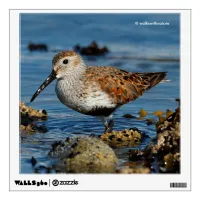 Beautiful Dunlin Sandpiper Goes Solo on the Beach Wall Decal