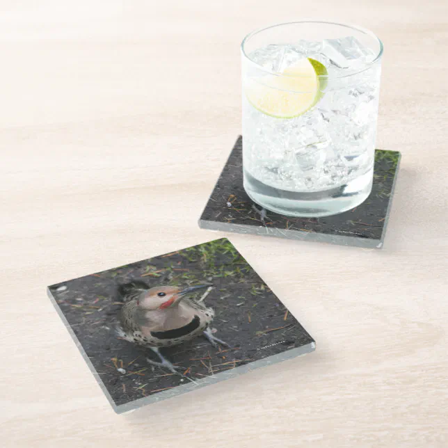 Bird's Eye View of Northern Flicker Woodpecker Glass Coaster