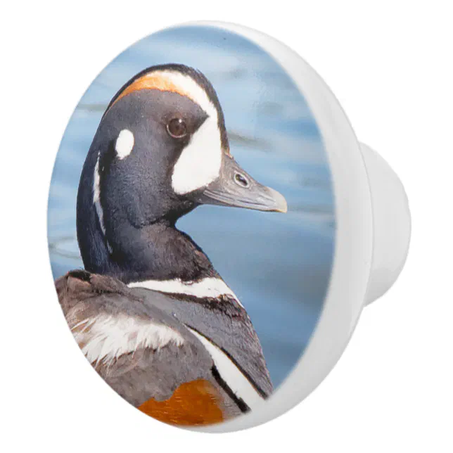 Beautiful Harlequin Duck on the Rock Ceramic Knob