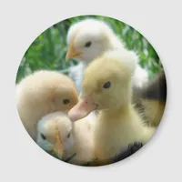 Chicks and Ducklings Magnet