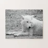 Arctic wolf - white wolf jigsaw puzzle