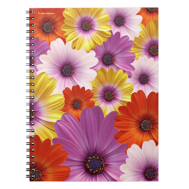 Colorful Medley of African Daisies Flowers Notebook