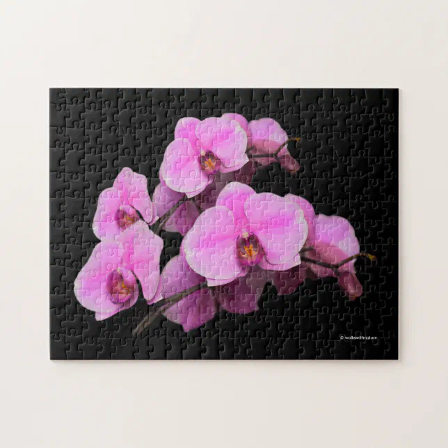 Elegant Pink Orchids Phalaenopsis on Black Jigsaw Puzzle