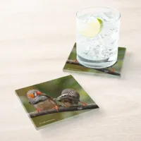 A Cheeky Pair of Zebra Finches Songbirds Glass Coaster
