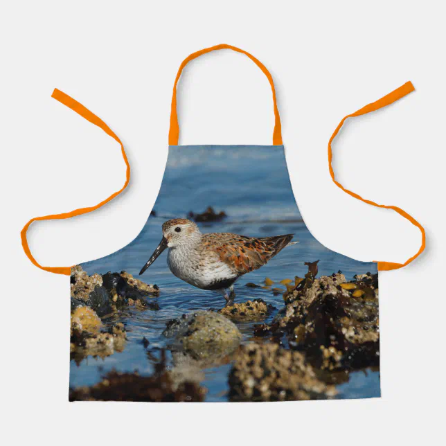 Beautiful Dunlin Sandpiper Goes Solo on the Beach Apron