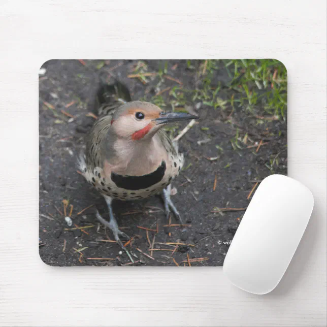 Bird's Eye View of Northern Flicker Woodpecker Mouse Pad