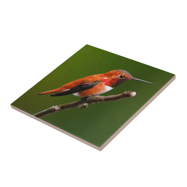 Stunning Rufous Hummingbird on the Cherry Tree Ceramic Tile