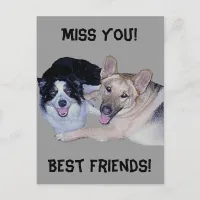 Best Friends Border Collie & German Shepherd Postcard