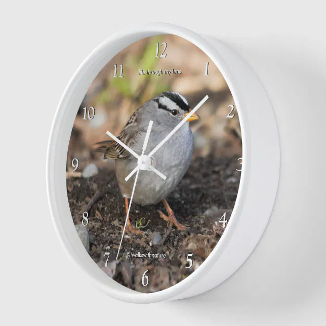 Cute White-Crowned Sparrow Songbird in Winter Sun Clock